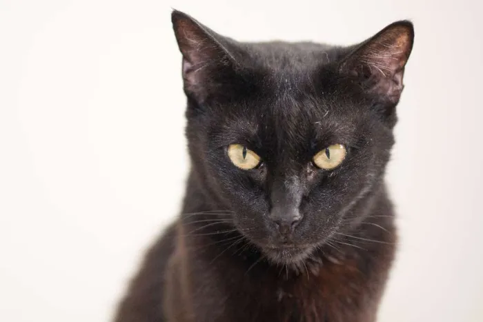 Gato ra a SRD idade 3 anos nome Rick