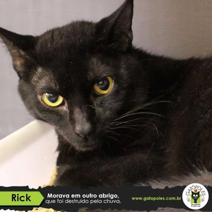 Gato ra a SRD idade 3 anos nome Rick