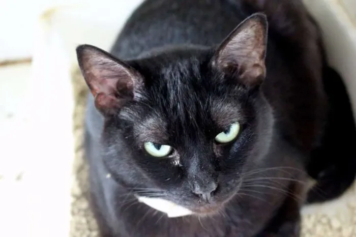 Gato ra a SRD idade 6 ou mais anos nome Alegre