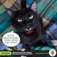 Alegre