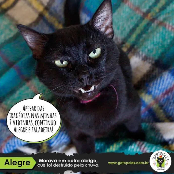 Gato ra a SRD idade 6 ou mais anos nome Alegre