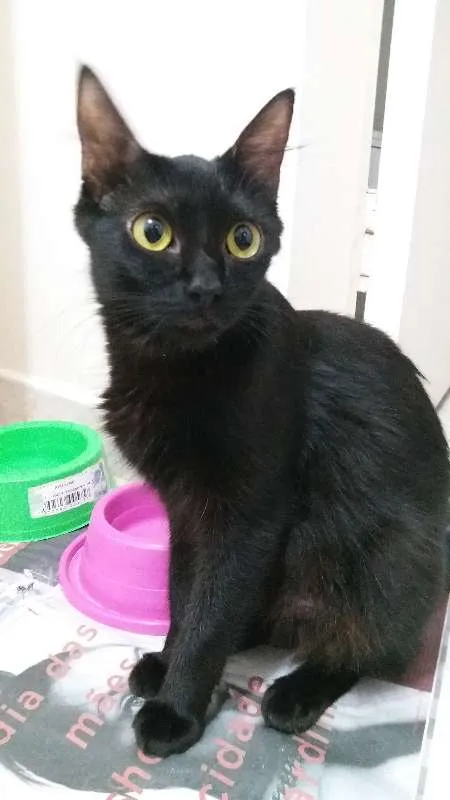 Gato ra a  idade 2 anos nome Ana Maria