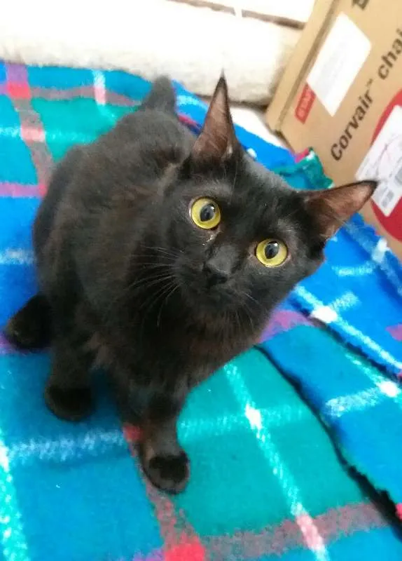 Gato ra a  idade 2 anos nome Ana Maria