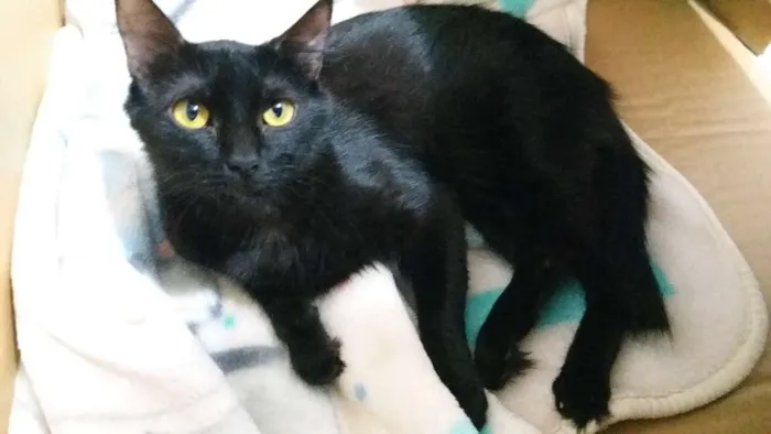 Gato ra a  idade 2 anos nome Ana Maria