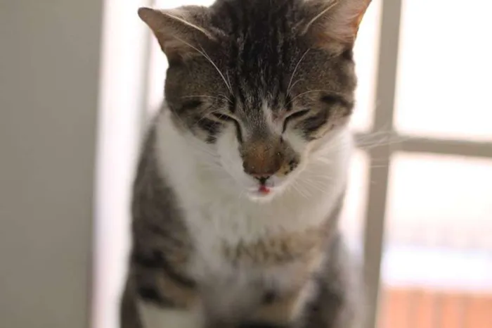 Gato ra a  idade 2 anos nome Logan