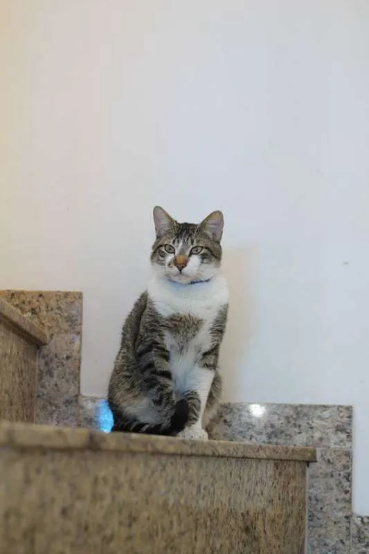Gato ra a  idade 2 anos nome Logan