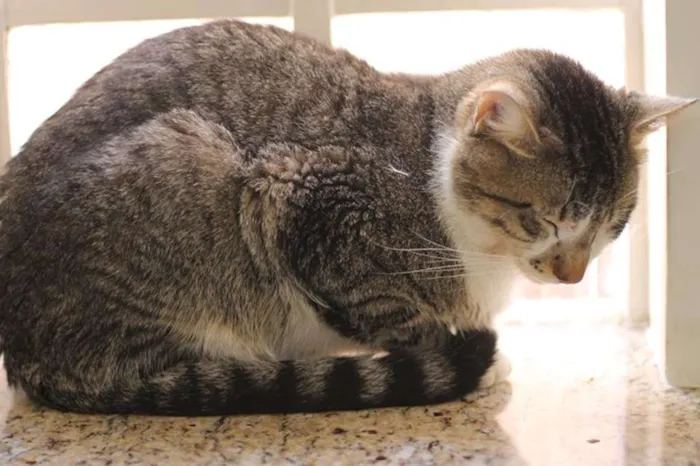 Gato ra a  idade 2 anos nome Logan