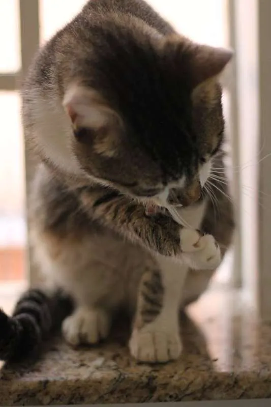 Gato ra a  idade 2 anos nome Logan