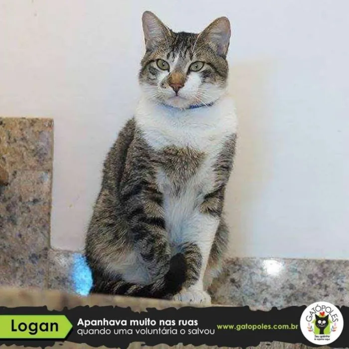 Gato ra a  idade 2 anos nome Logan