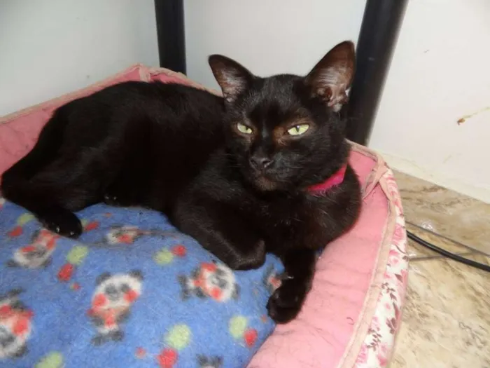 Gato raça SRD idade 6 ou mais anos nome Marie