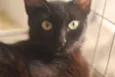 Pérola Negra