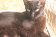 Pérola Negra