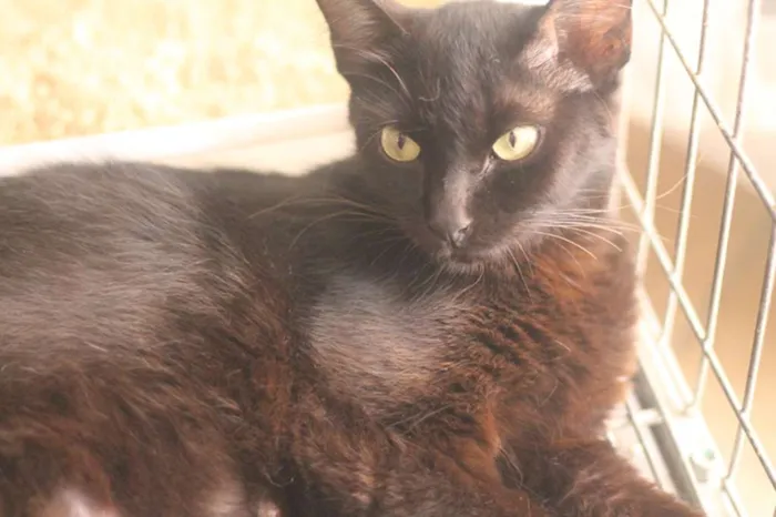 Gato ra a  idade 1 ano nome Pérola Negra