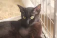 Pérola Negra