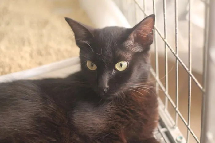 Gato ra a  idade 1 ano nome Pérola Negra