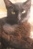 Pérola Negra