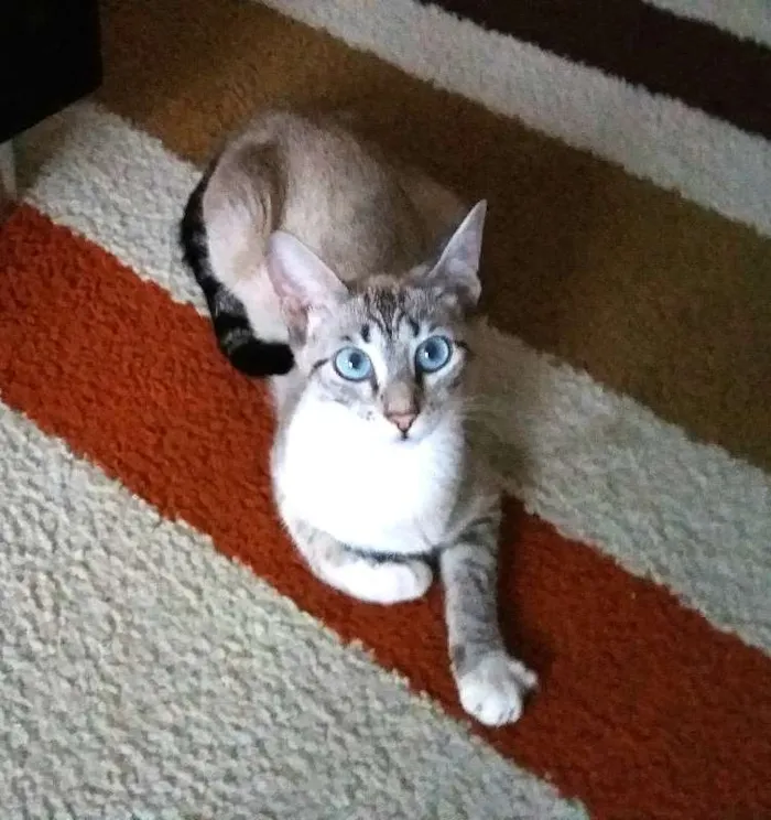 Gato ra a  idade 7 a 11 meses nome Saori