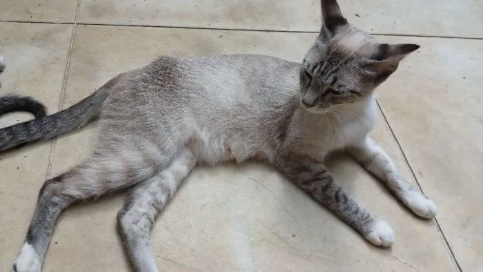 Gato ra a  idade 7 a 11 meses nome Saori