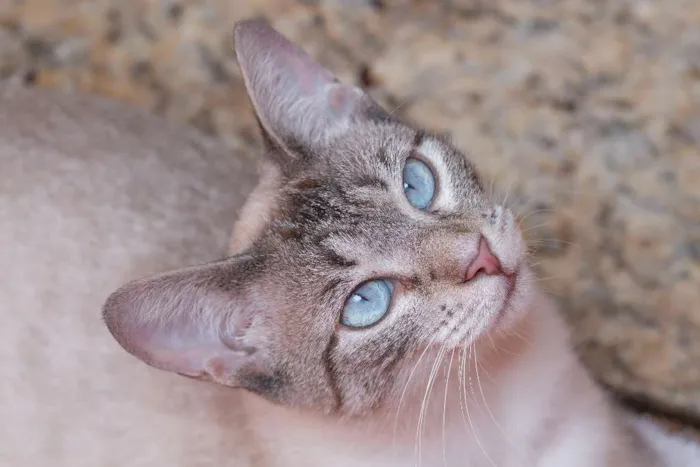 Gato ra a  idade 7 a 11 meses nome Saori