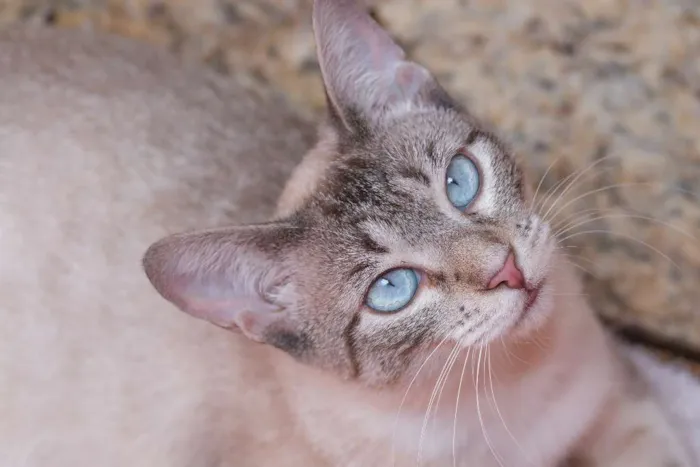 Gato ra a  idade 7 a 11 meses nome Saori