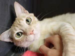 Gato raça  idade 3 anos nome Cremosa