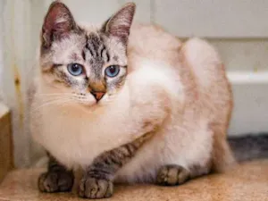Gato raça  idade 2 anos nome Zeus