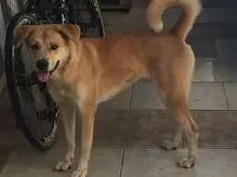 Cachorro raça Vira lata idade 1 ano nome Margot