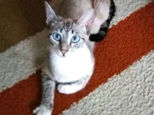 Gato raça  idade 7 a 11 meses nome Saori