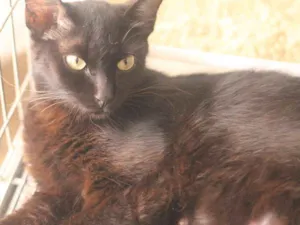 Gato raça  idade 1 ano nome Pérola Negra