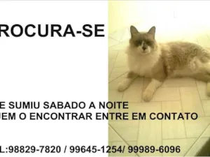 Gato raça Indefinida idade 2 anos nome Vesgo