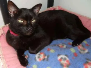 Gato raça SRD idade 6 ou mais anos nome Marie