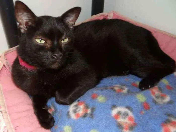 Gato raça SRD idade 6 ou mais anos nome Marie