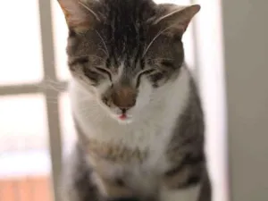 Gato raça  idade 2 anos nome Logan