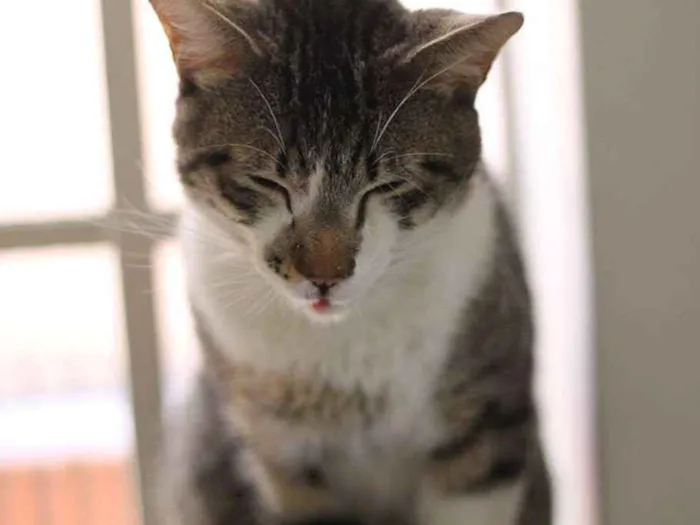 Gato ra a  idade 2 anos nome Logan