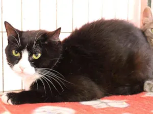 Gato raça SRD idade 1 ano nome Lore
