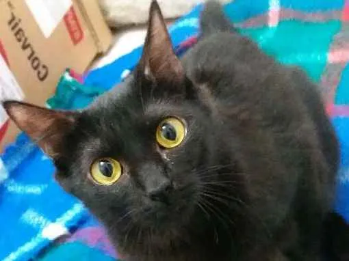 Gato ra a  idade 2 anos nome Ana Maria