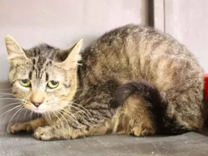 Gato raça  idade 7 a 11 meses nome Daryl