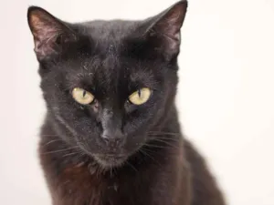 Gato raça SRD idade 3 anos nome Rick