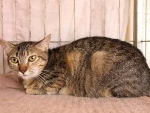 Gato raça SRD idade 1 ano nome Rosita