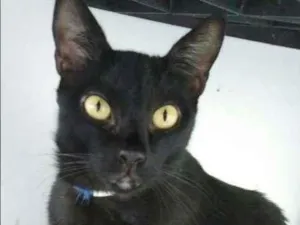 Gato raça  idade 4 anos nome Legolas