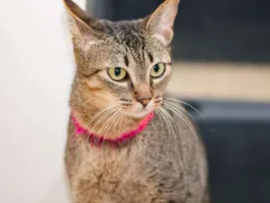 Gato raça  idade 7 a 11 meses nome Ciça