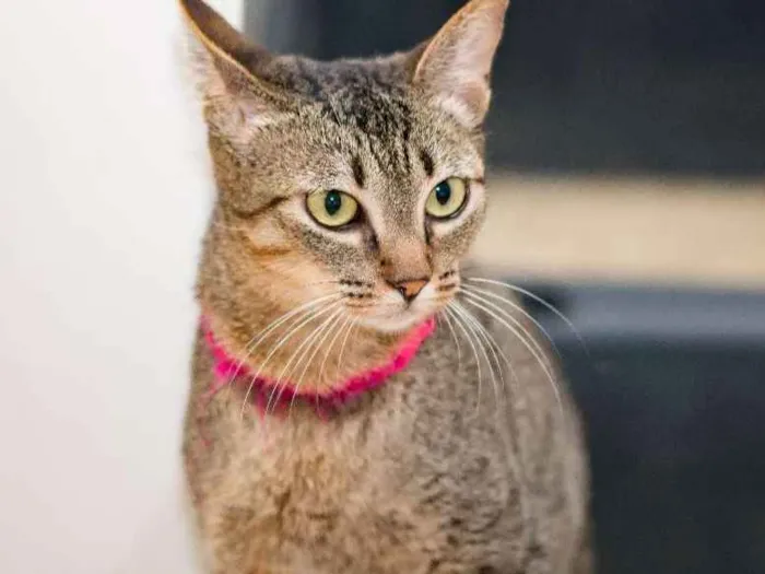 Gato ra a  idade 7 a 11 meses nome Ciça