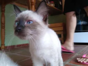 Gato raça Siamês idade 2 a 6 meses nome Sem nome