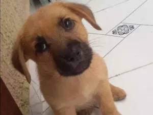 Cachorro raça ... idade 2 a 6 meses nome ...