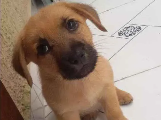 Cachorro ra a ... idade 2 a 6 meses nome ...
