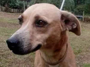 Cachorro raça SRD idade 3 anos nome AIKA