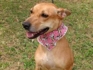 Cachorro raça SRD idade 3 anos nome DONDOCA