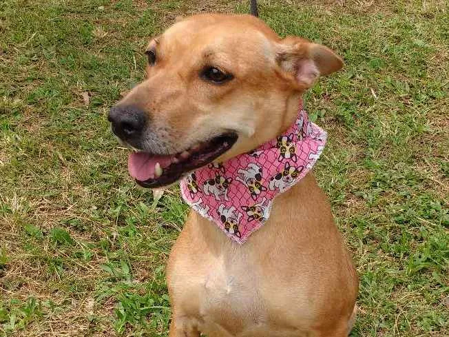 Cachorro ra a SRD idade 3 anos nome DONDOCA
