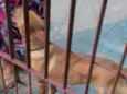 Lulu