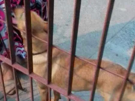 Cachorro ra a  idade 1 ano nome Lulu